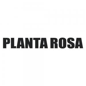 Planta Rosa